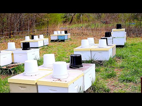 Expanding Your Apiary