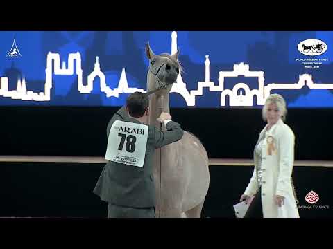 N 78 PALAZZO K A   World Arabian Horse Championship 2021   PARIS   Yearling Colts Class 4A