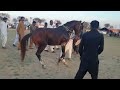 Horse Dance Nakodar Jhelum 2024