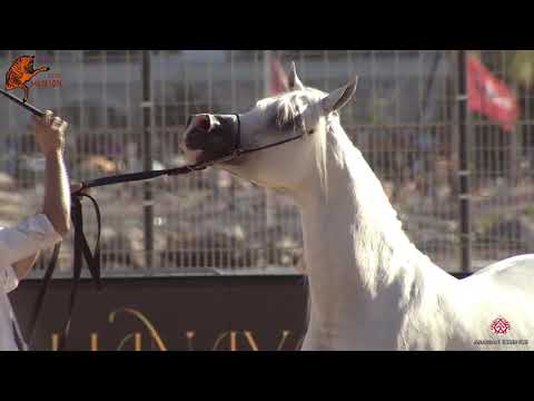 N 64 PIWNICIA NUNKI   2020 Menton Mediterranean and Arab Countries Arabian Horse Championship   7 Ye