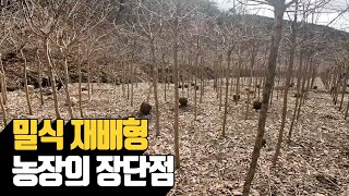 밀식 재배형 농장의 장단점 | 나무대장