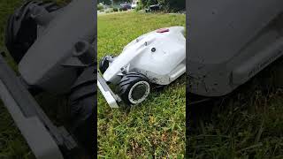 Mammotion Luba mowing after the rain. #luba #mammation #robotmower