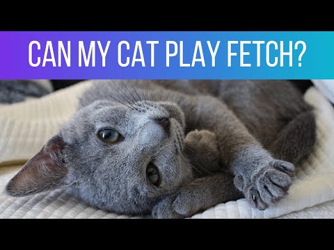 5 common Russian Blue personality traits: Does our cat have them all?