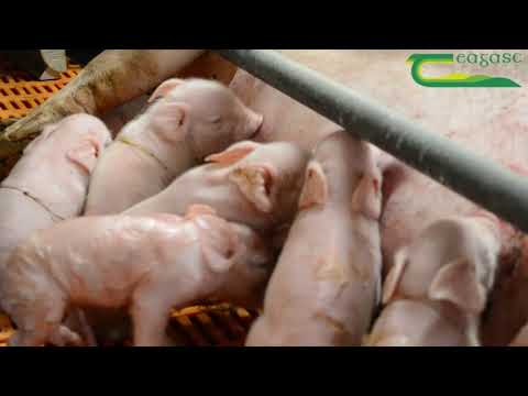 Teagasc Pig Development Department Skills Series -  Handling The Sow