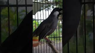 Download lagu pancingan burung poksay hongkong mp3 Download lagu pancingan burung poksay hongkong mp3