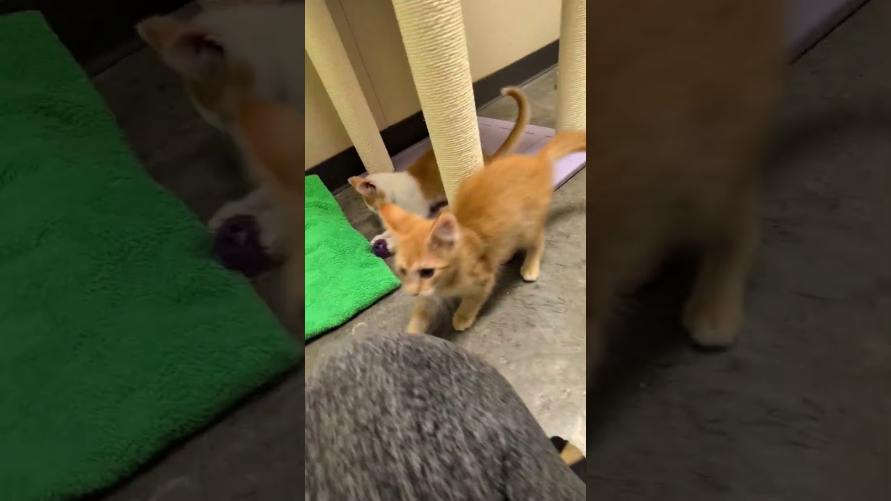 Scooter, a Adoptable mixed breed in Mount Carmel, IL video 5/5