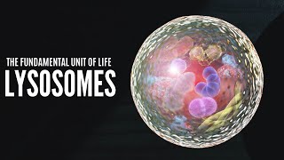 Lysosomes | The fundamental Unit Of Life | Class 9 | Chapter 5 | Science | CBSE | GSEB | NCERT