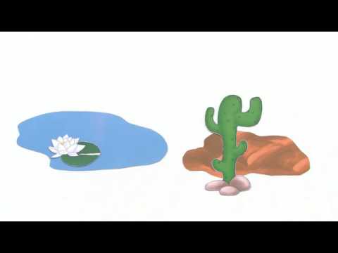 ABIOTISCHER FAKTOR WASSER | EINFLUSS AUF PFLANZEN | VERTIEFUNGSWISSEN | Biologie | Ökologie