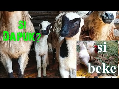 Mengenal Nama Nama Piaraan Izdihar Adanya