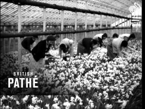 Spalding Issue Title - Growing Up (1940)