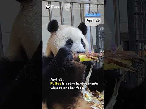 Panda Fu Bao’s Quarantine Diary EP4 | iPanda