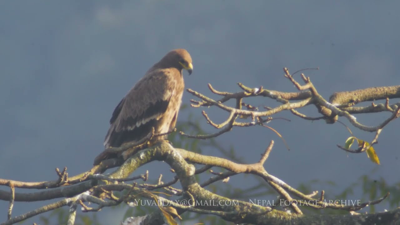 Steppe eagle / Aquila nipalensis