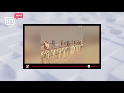 Qindra deve në garën tradicionale. Pronarët përdorin robotin për të komunikuar me devetë