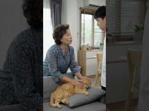 แมวขโมยคับแม่ #คนรักแมว #cat #แมวส้ม #ทาสแมว #คลายเครียด #funnycats #วัยทำงาน