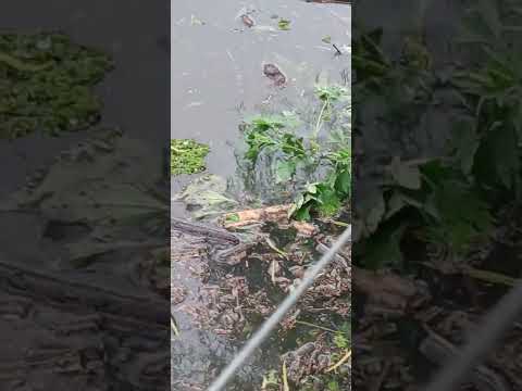 El río sigue subiendo en Isla del Cerrito Chaco: El comienzo/ Vivir con el niño (parte 2)