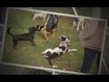 Animals For Adoption