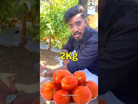 Pomato Farming 🥔+🍅| ₹3.5 Kilogram 🔥 | Agrotill | #farming #agriculture #shorts #tomato #potato