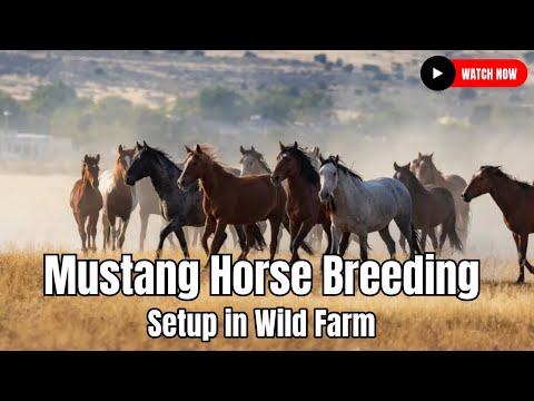 , title : 'Mustang Horse Breeding Setup in Wild Farm | Western United States'