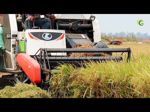 Nicely Action Harvester Kubota Teams Driving Skills Cropping Rice | Mix Activities Harvester