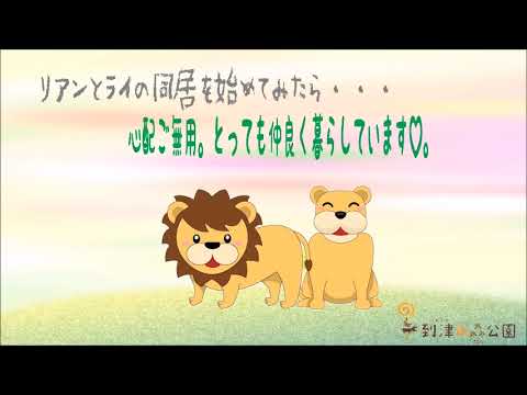 ライオン同居を始めました★到津の森公園
