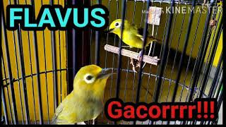 Download lagu PLECI FLAVUS NGALAS GACORRR mp3
