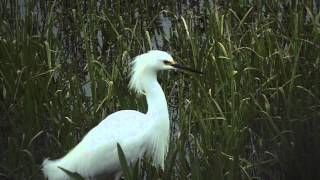 preview picture of video 'Snowy Egret'
