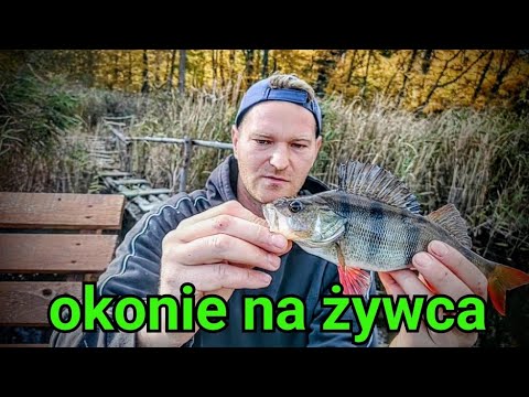 How to catch perch with live bait 😁 #fish