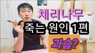 체리나무 죽는 원인은 따로 있다