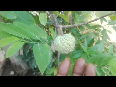 How to Care of Sharifa Plant Growing watering all information          [Urdu,Hindi,Punjabi]