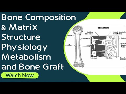 Structure Osseuse, Physiologie, Métabolisme et Greffe Osseuse