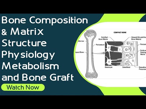 Skład kostny, fizjologia, metabolizm i przeszczep kości