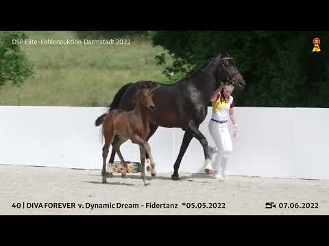 KN 40: Stutfohlen v. Dynamic Dream/Fidertanz