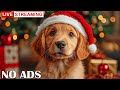 Christmas Is Coming Soothing Music To Comfort Your Dog Calming Holiday Melodies To Keep Your Puppy