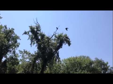 Bald Eagle Takes Flight