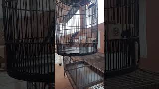 Download lagu Murai Isian Tengkek Buto mp3