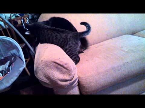 Brudus and the ultimate takedown