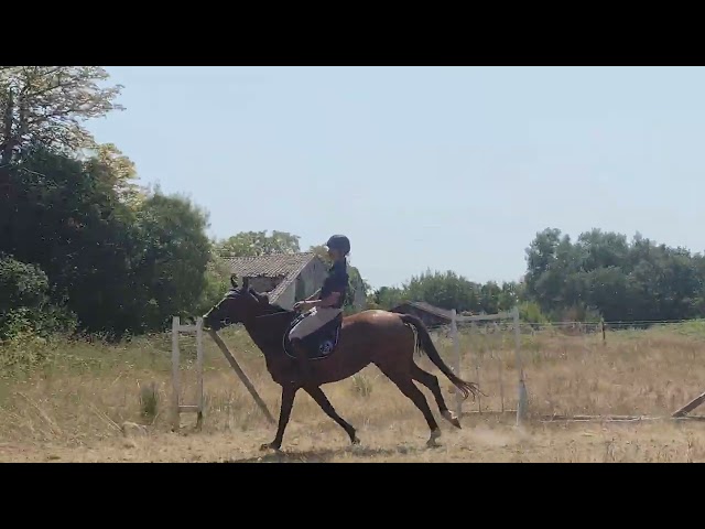 Mare Selle Français For sale 2021 Bay