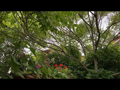 Povesti frumoase: “Prostia omeneasca”, de Ion Creanga