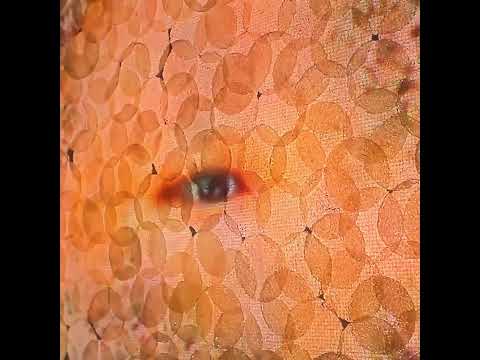 Rapitae 11,823-11,849 (2014)