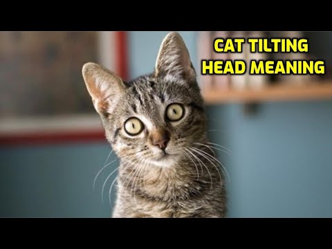 Why Do Cats Tilt Their Heads To The Side?