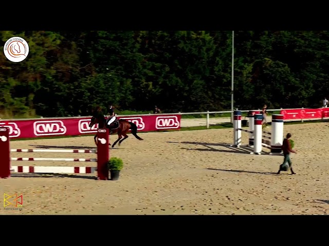 Cheval de sport polyvalent