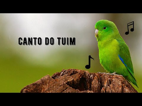 Canto do Tuim / Papacu / Cuiubinha / Chuim | Blue-winged Parrotlet | Forpus Xanthopterygius