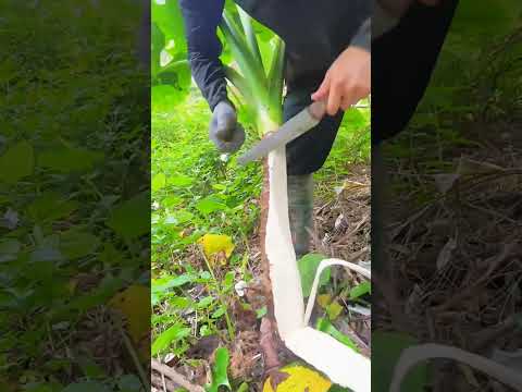 What's INSIDE a Taro Root When You Cut It?