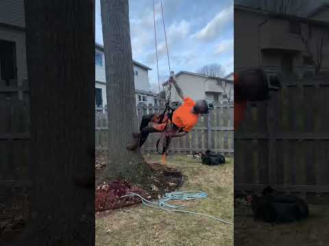 TREEFLIPS #arborist #treework #professional #backflip