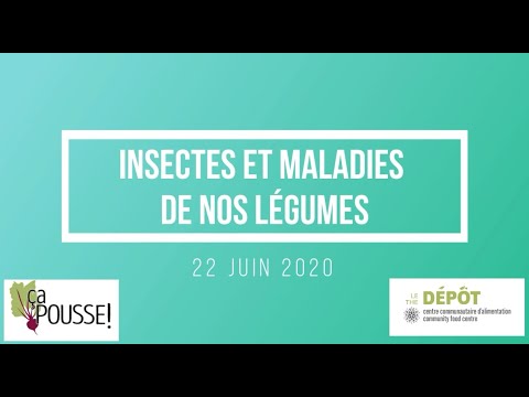 , title : 'Insectes et maladies de nos légumes'