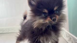 ポメラニアンの動画01