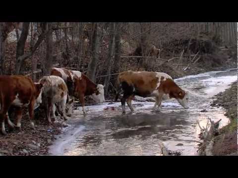 Hazajáró pillanatok - Gyimes