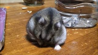 音フェチ【無言】 動物ハムスター　ひまわりの種の咀嚼音 可愛い仕草【ASMR】