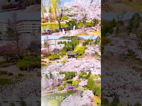 올 봄, 아직 벚꽃 못 봤다면, 지금은 #경주 로 떠날 시간