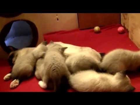 Cute Siamese kittens: Cute Siamese kittens trying to take a nap, with their Mother Siamese Cat